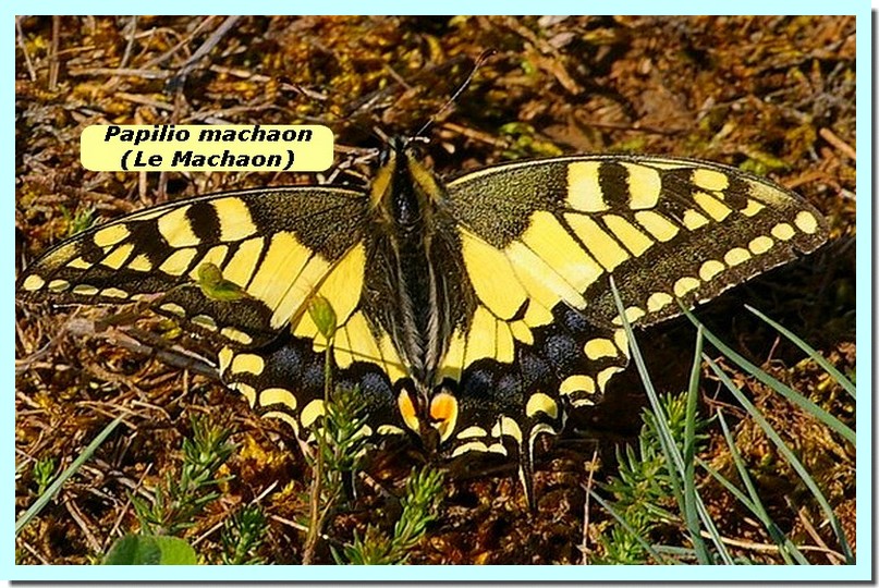 Papilio machaon1b _Machaon_.jpg
