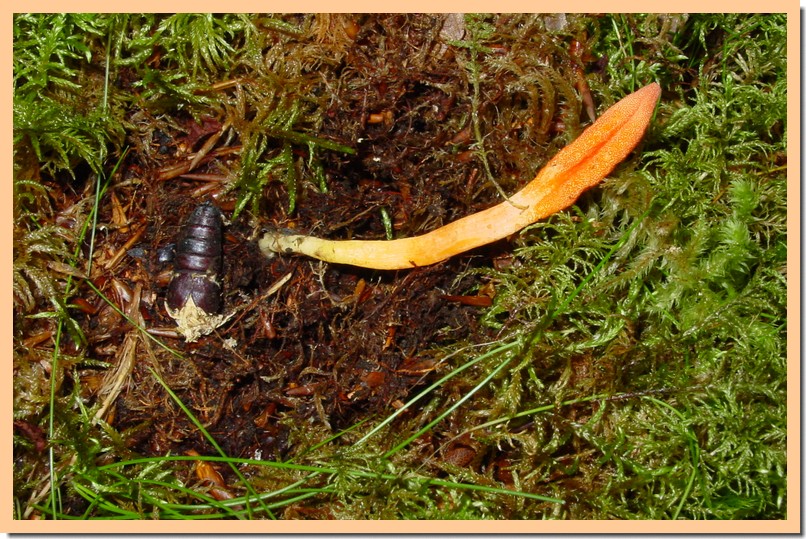 cordyceps militaris.jpg