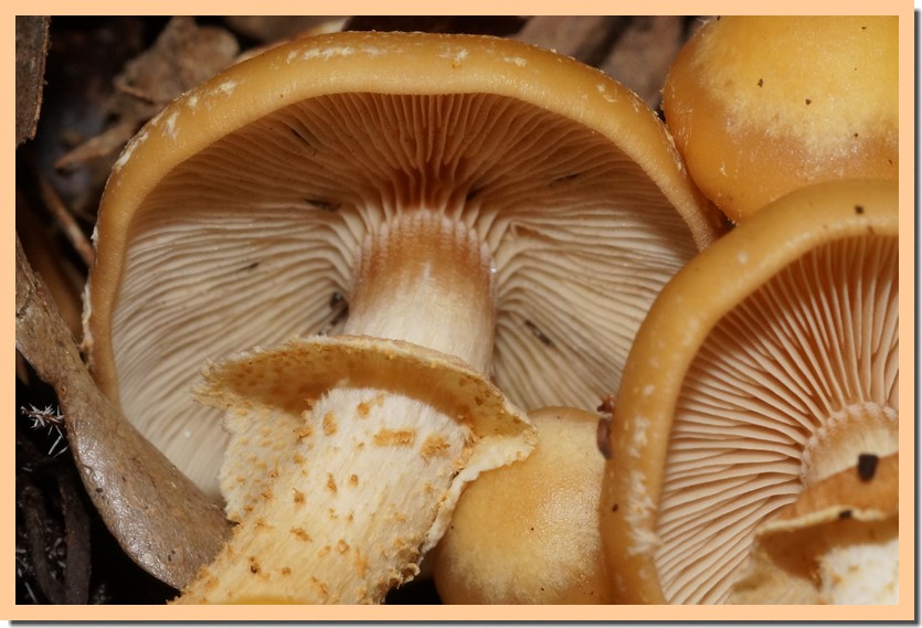 kuhneromyces mutabilis 22 1.jpg