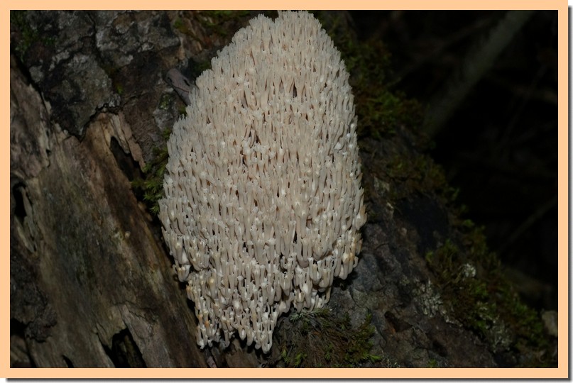 artomyces pyxidatus 15.jpg