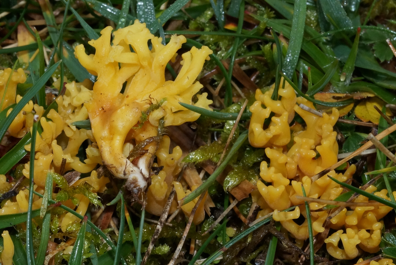 clavulinopsis corniculata 14.jpg