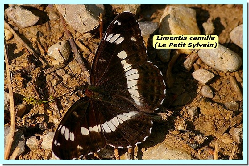 Limenitis camilla1c _Le Petit Sylvain_.jpg