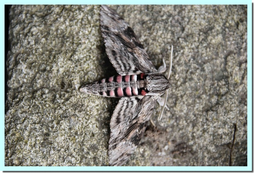 sphinx du liseron.jpg