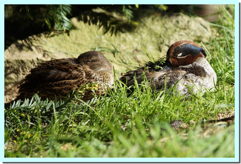 sarcelle d_hiver.jpg