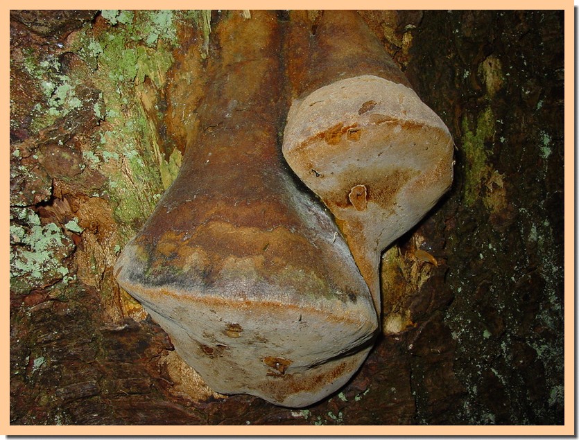 phellinus robustus.jpg