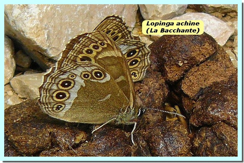 Lopinga achine1 _Bacchante_.jpg