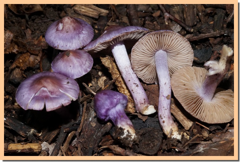 inocybe geophylla  var violacea 22.jpg