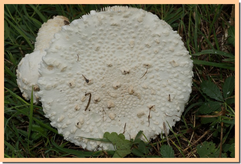 amanita vittadinii 22 2.jpg