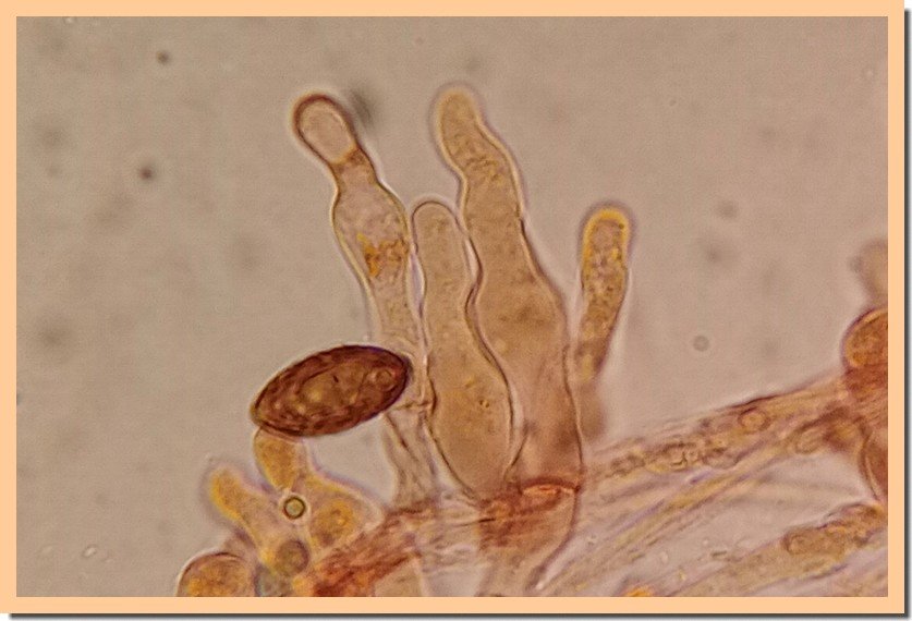 panaeolus foenisecii cheillo 25.jpg