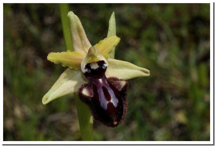 ophrys incubacea4.jpg