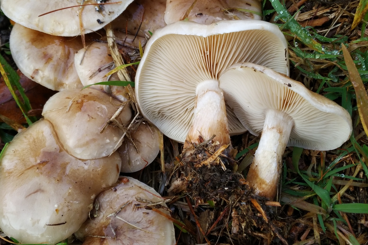 pholiota lenta 21.jpg