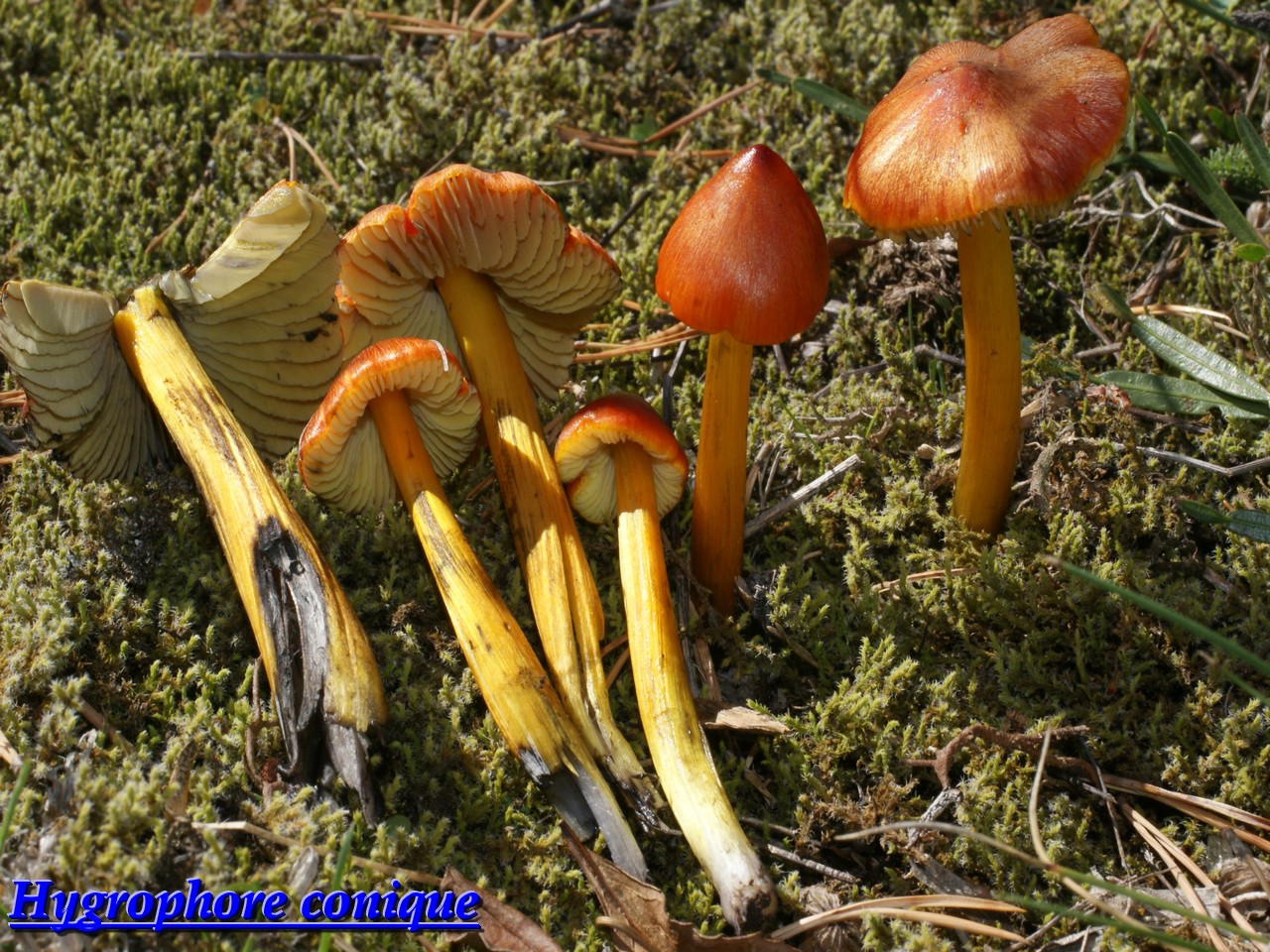 hygrocybe conica.jpg