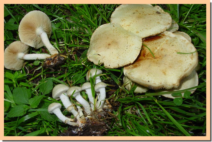 pholiota gummosa.jpg