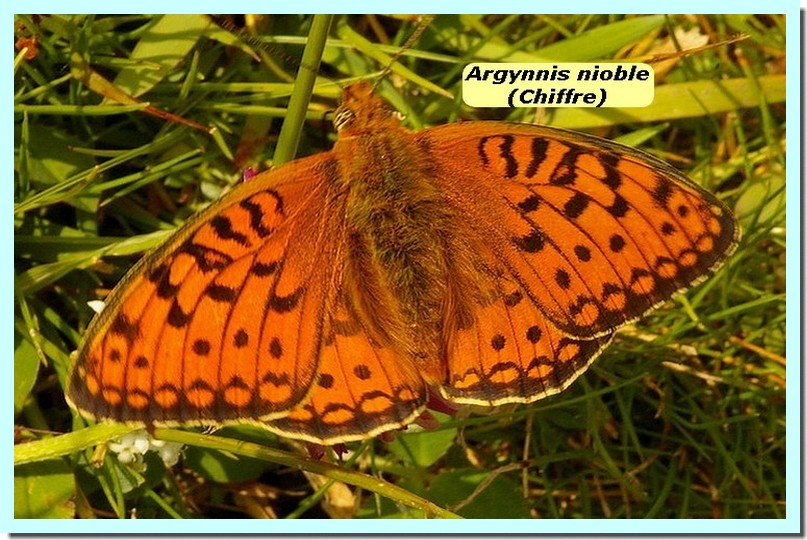 Argynnis niobe1a _Chiffre_.jpg
