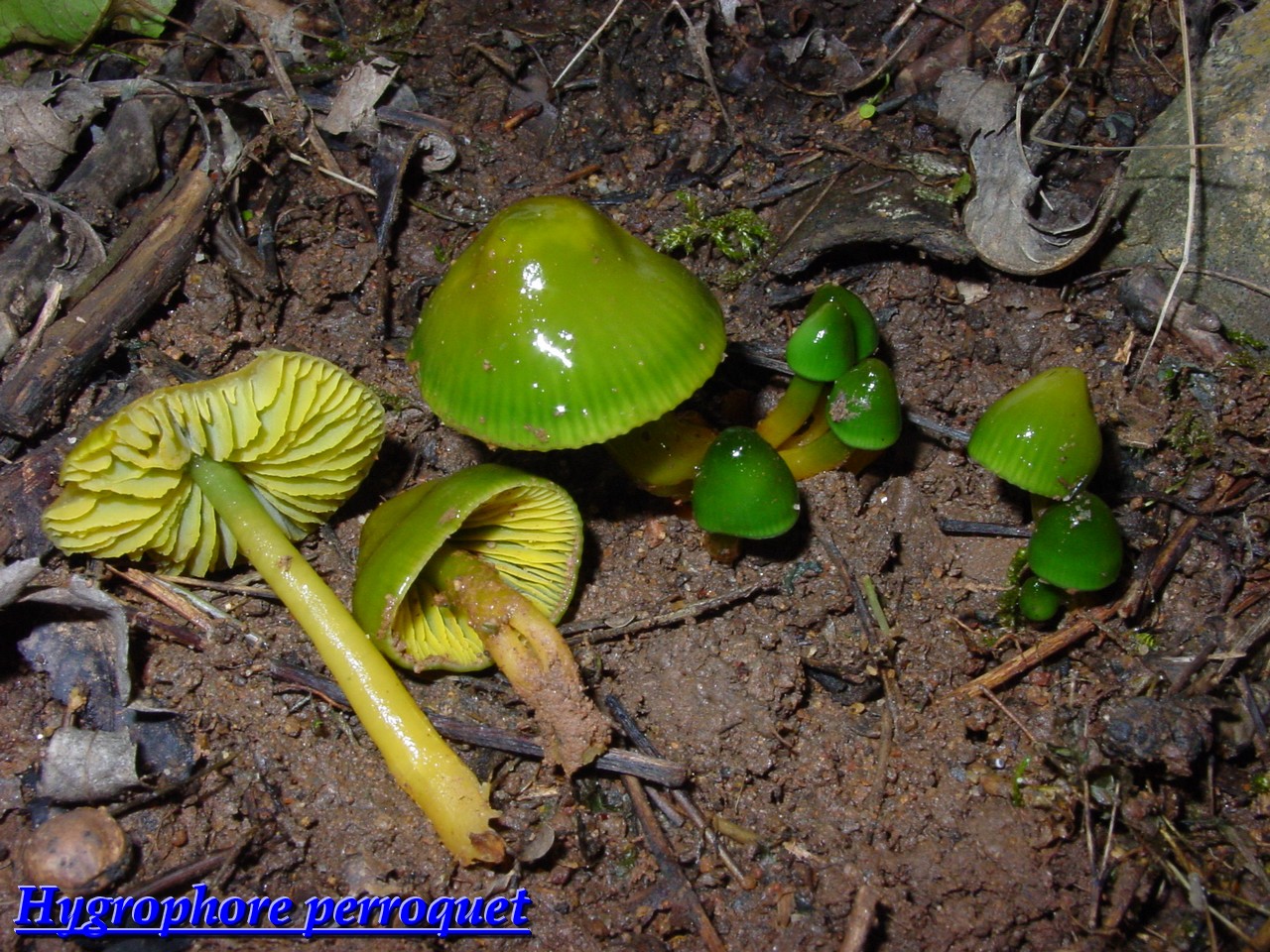 hygrocybe psittacina2.jpg