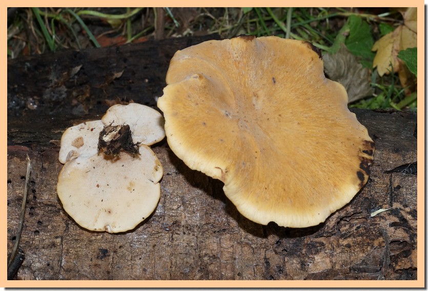 polyporus varius.jpg