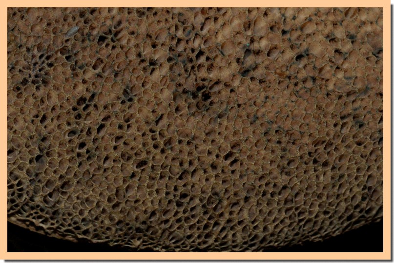 porphyrellus porphyrosporus pores.jpg