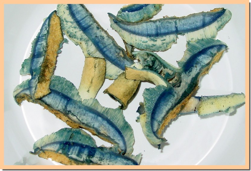 gyroporus cyanescens couleur.jpg