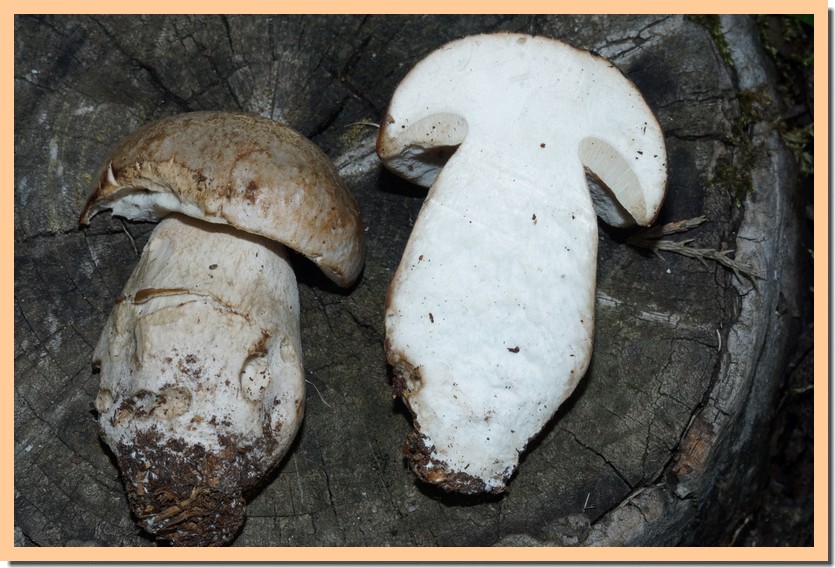 boletus betulicola 24.jpg