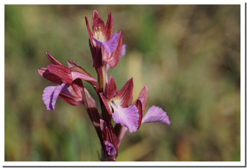 orchis papillon 15.jpg