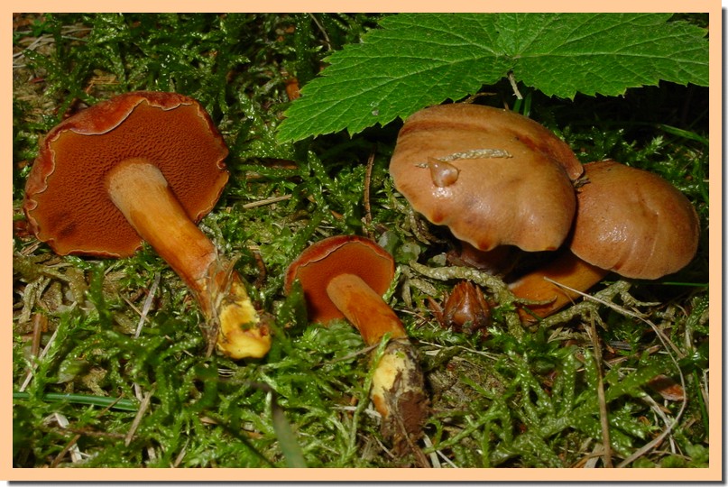 chalciporus piperatus.jpg