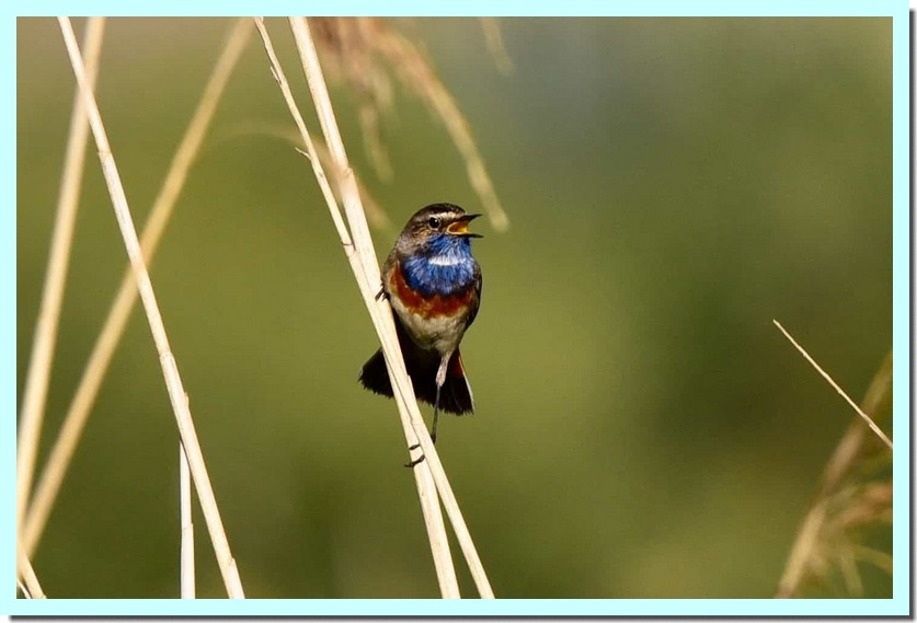 gorge-bleue à miroir.jpg