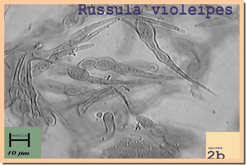R violeipes micro.jpg