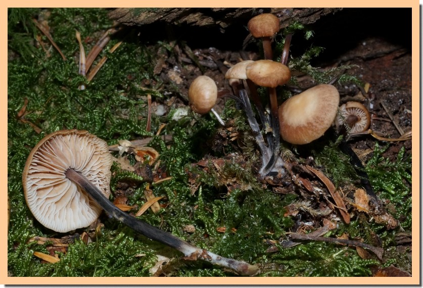 gymnopus brassicolens 17.jpg