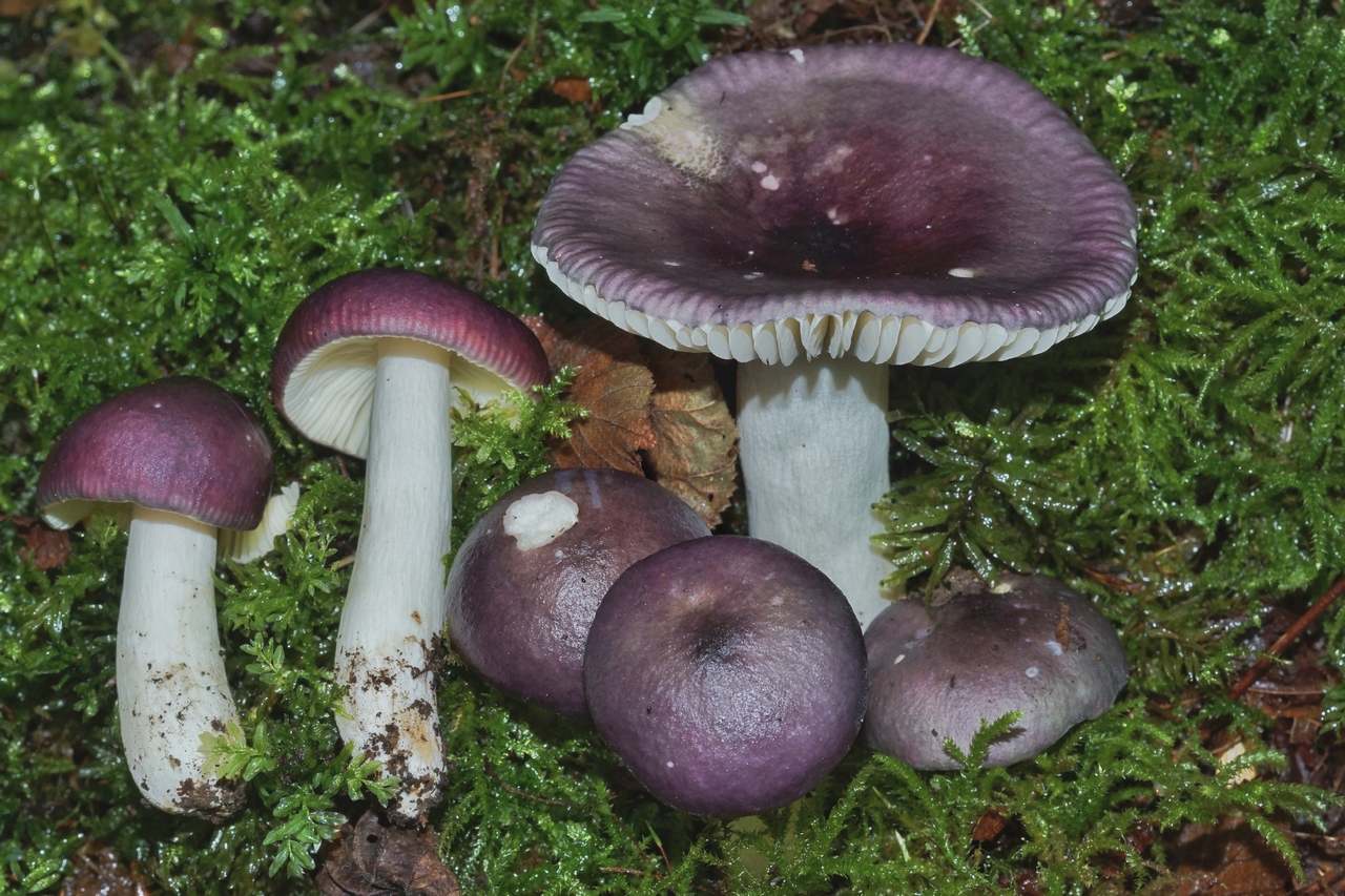 russula cavipes 25.jpeg