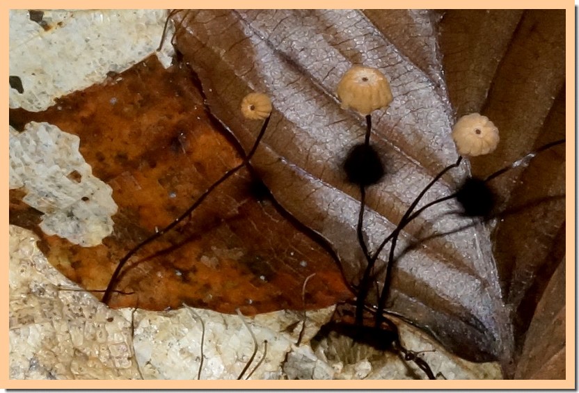 marasmius bulliardii 2.jpg