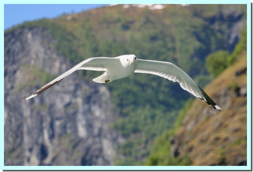 moette tridactyle.jpg