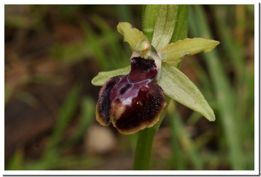 ophrys massiliensis 18-01.jpg