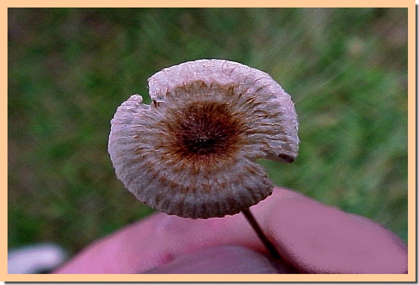 crinipellis scabella.jpg