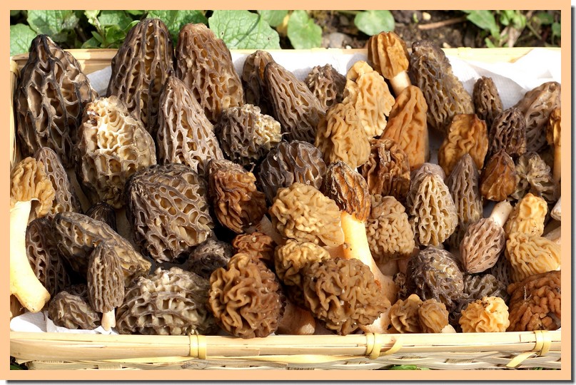 morilles et verpes 2012.jpg