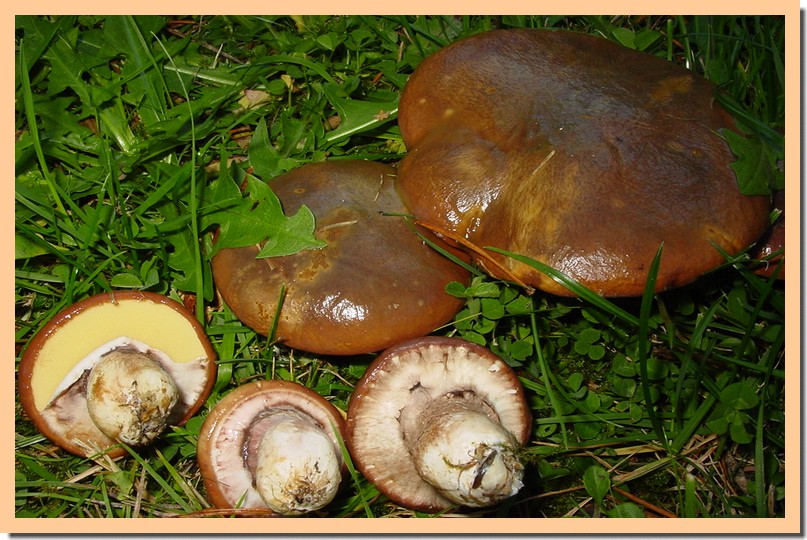 suillus luteus.jpg