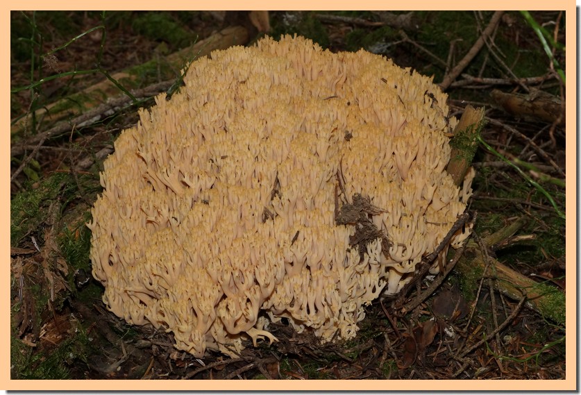 ramaria largentii 21-01.jpg