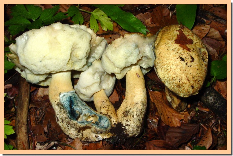 gyroporus cyanescens2.jpg