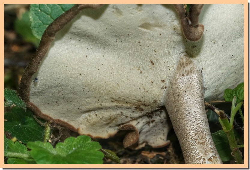 polyporus ciliatus pores.jpg