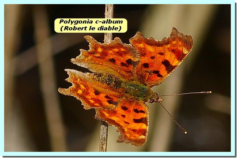 Polygonia c-album1a _Robert le diable_.jpg