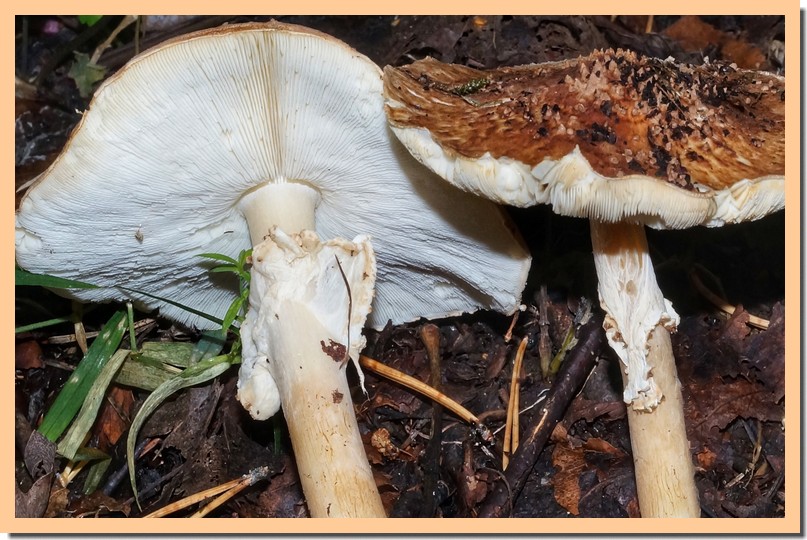 echinoderma asperum 17.jpg