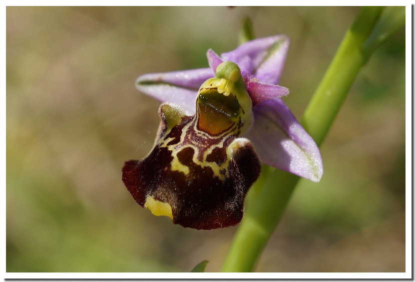 ophrys fuciflora3.jpg