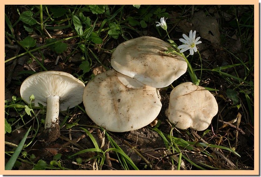 calocybe gambosa.jpg