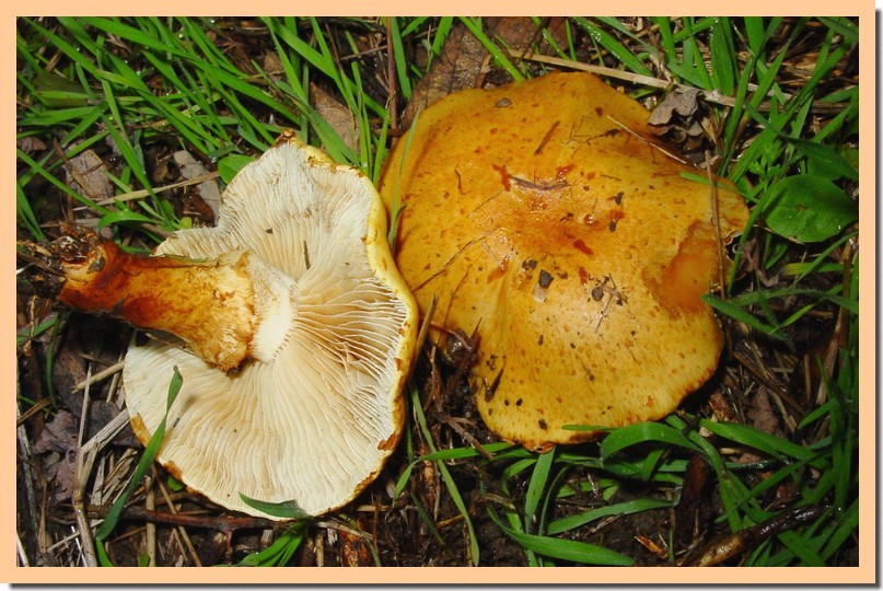 pholiota lucifera.jpg