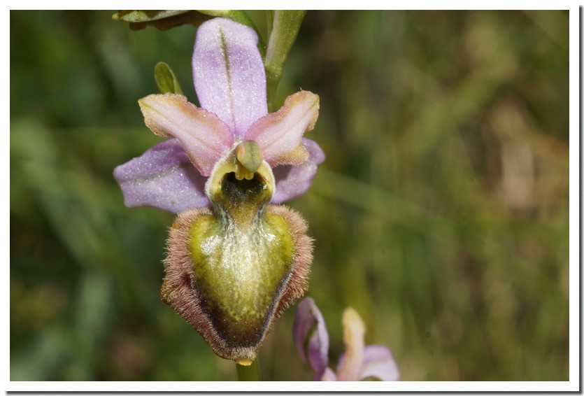 ophrys aveyronensis 199.jpg