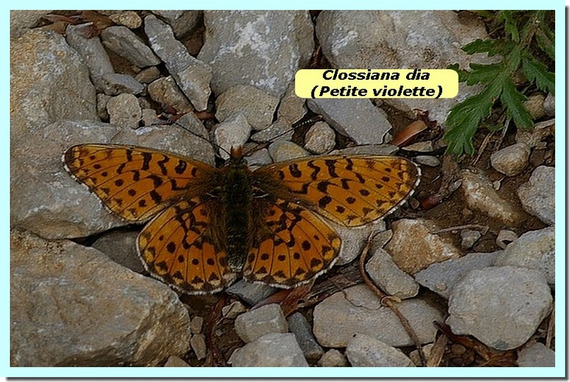 Clossiana dia1 _Petite violette_.jpg