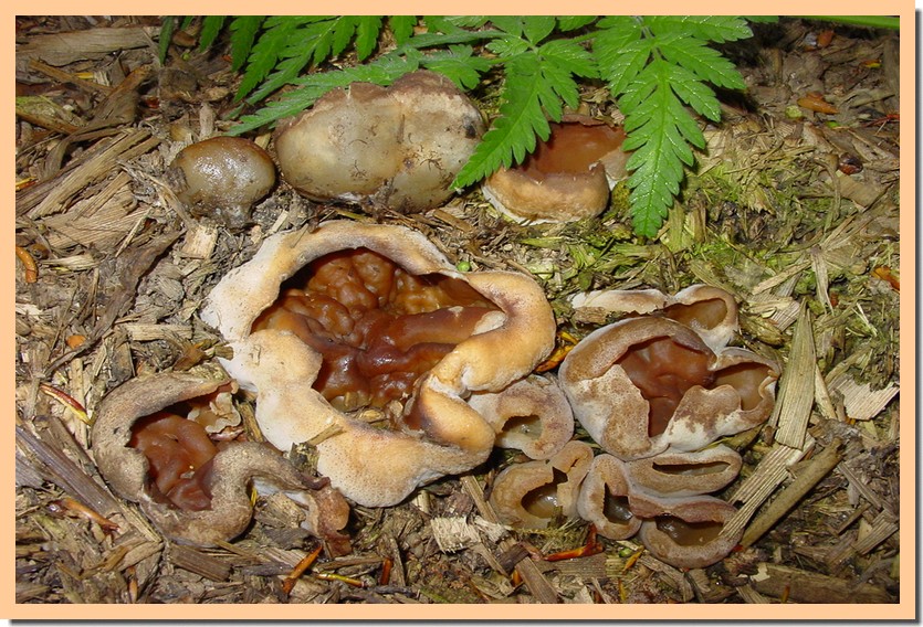 peziza vesiculosa 003.jpg