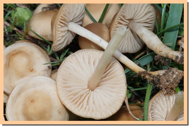marasmius collinus 2.jpg