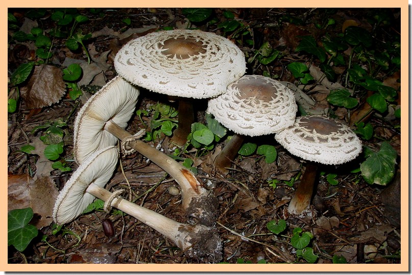 macrolepiota rhacodes.jpg