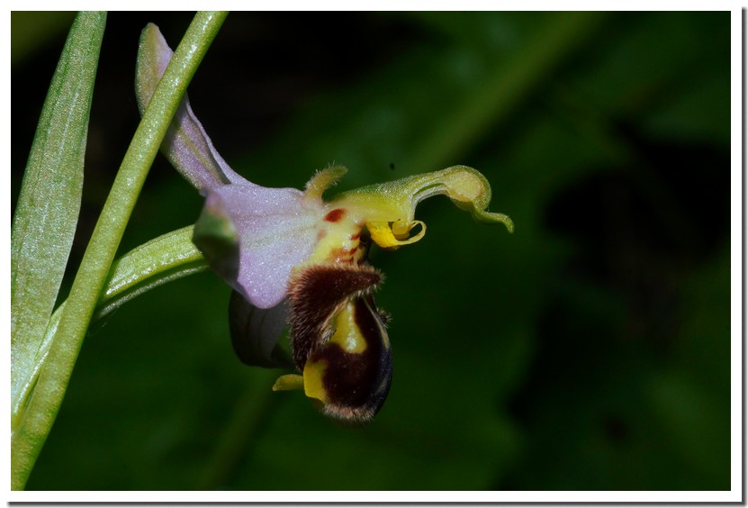 ophrys apifera 16.jpg