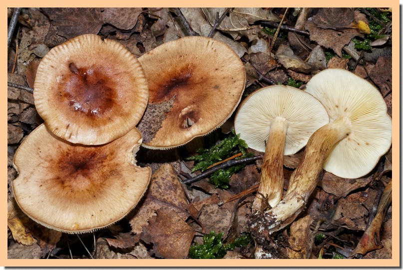 tricholoma fulvum 17.jpg